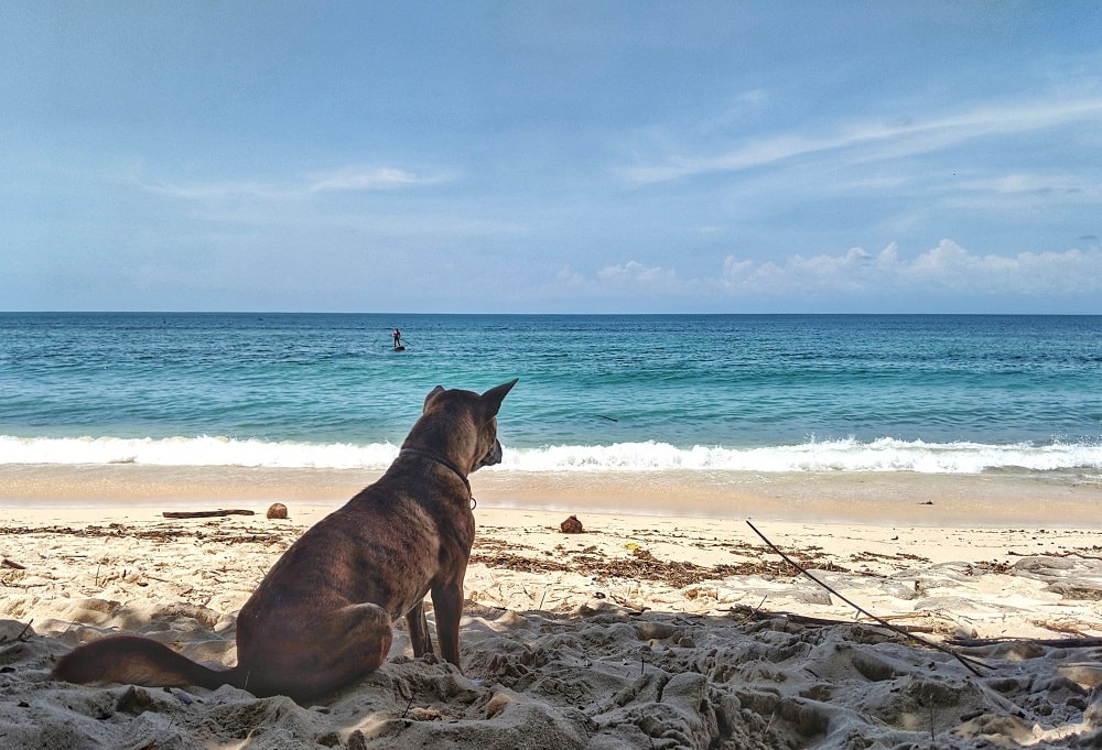 Bali - Insel der Gegensätze - It's a travel thing - Blog -Straßenhund am Strand