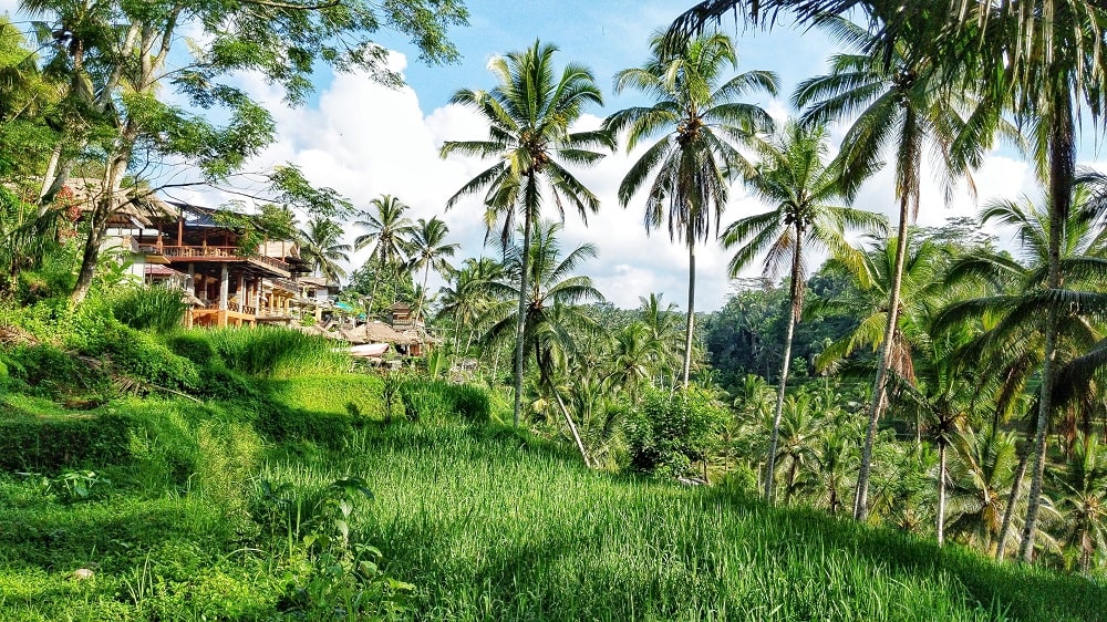Bali - Insel der Gegensätze - It's a travel thing - Blog -grüne Reisterassen